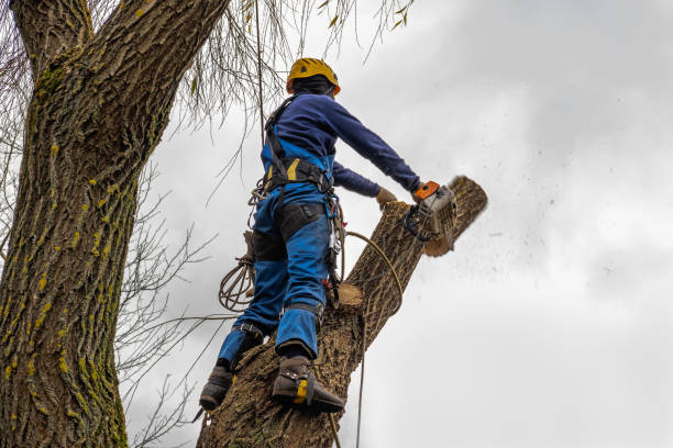 Best Storm Damage Tree Cleanup  in Lake Dalecarlia, IN