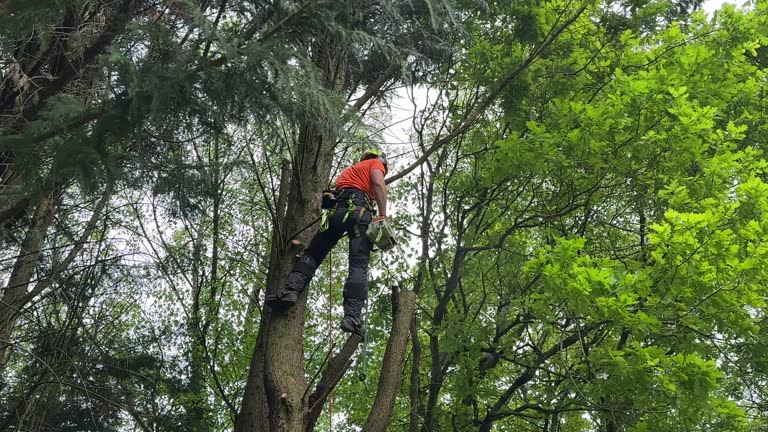 Mulching Services in Lake Dalecarlia, IN