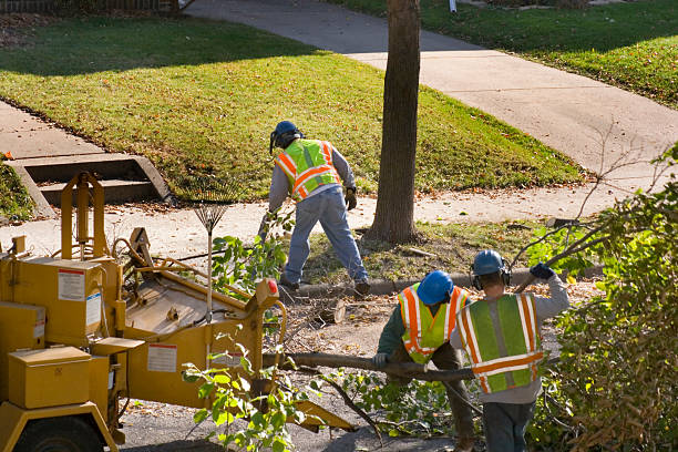 Best Tree Trimming and Pruning  in Lake Dalecarlia, IN