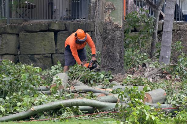 How Our Tree Care Process Works  in  Lake Dalecarlia, IN