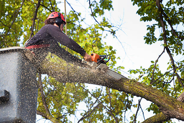 Best Firewood Processing and Delivery  in Lake Dalecarlia, IN